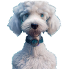 Bedlington Terrier Dog - Bedlington Terrier