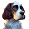 English Springer Spaniel Dog