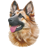 Deutscher Schäferhund - German Shepherd
