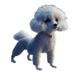 Poodle Dog - Poodle