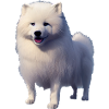 Samoyed Dog - Samoyed