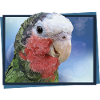 The Cuban Amazon