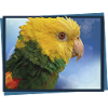 The yellow-headed parrot