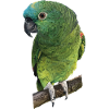 The blue-fronted amazon