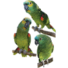 The blue-fronted amazon