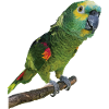 The blue-fronted amazon