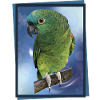 The blue-fronted amazon