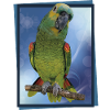 The blue-fronted amazon