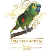The blue-fronted amazon