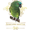 The blue-fronted amazon