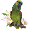 The blue-fronted amazon