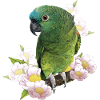 The blue-fronted amazon