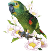 The blue-fronted amazon