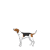 Treeing Walker Coonhound