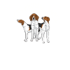 Treeing Walker Coonhound