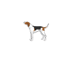 Treeing Walker Coonhound