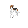 Treeing Walker Coonhound