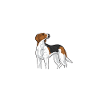 Treeing Walker Coonhound