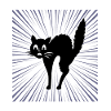 Black cat
