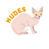 Chaton chat Sphynx nu