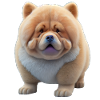 Chow Chow Dog - Chow Chow