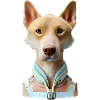 Carolina Dog