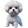 Bichon Frise Dog - Bichon Frise