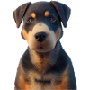 Beauceron Dog - Beauceron