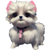 Malteser Hund - Malteser