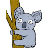 Koala effronté