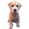 Labrador Dog - Labrador