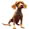 Vizsla Dog - Vizsla