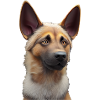 Malinois Dog - Malinois