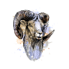 Bock