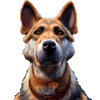 Malinois Dog - Malinois