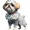 Shih Tzu Dog - Shih Tzu