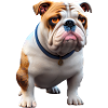 Vieux bouledogue anglais