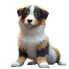 Australian Shepherd Dog - Aussie Dog