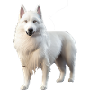 Chien de berger blanc