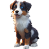 Aussie Dog