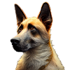 Malinois Dog - Malinois