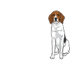 Treeing Walker Coonhound