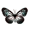 Schmetterling Graffiti