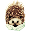 cozy hedgehog