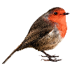 Red throat