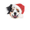 Australian Shepherd Merry Christmas