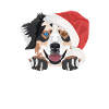 Australian Shepherd Merry Christmas