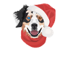 Australian Shepherd Merry Christmas