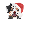 Australian Shepherd Merry Christmas