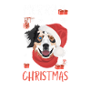 Berger australien Joyeux Noël